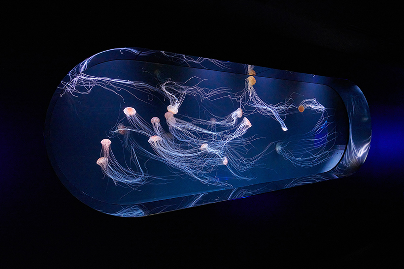 サンシャイン水族館 海月空感 クラゲスクリーン