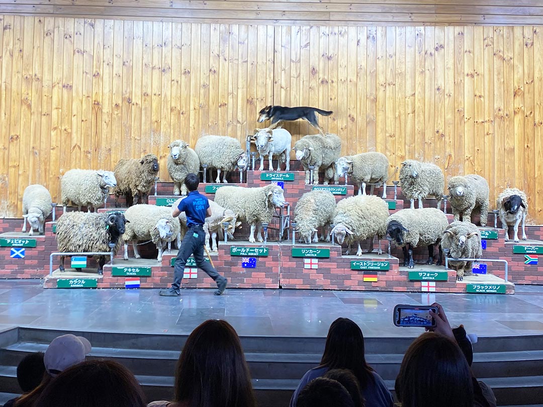 マザー牧場のグランピング 羊のショー