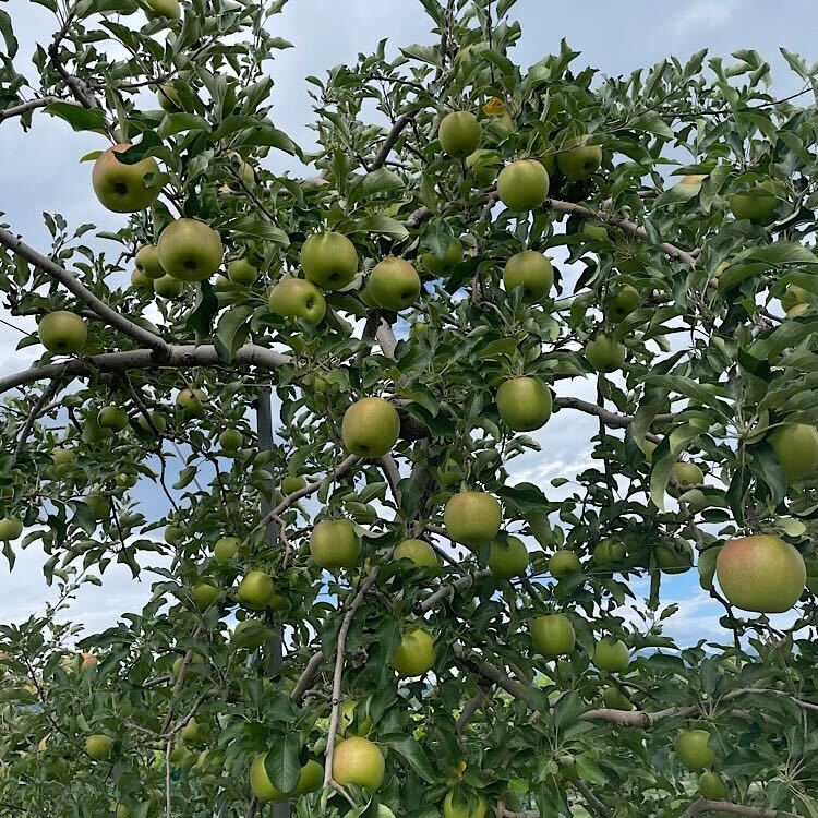 じぃじのりんご畑へ見学に！これから食べごろを迎えるりんごたち。