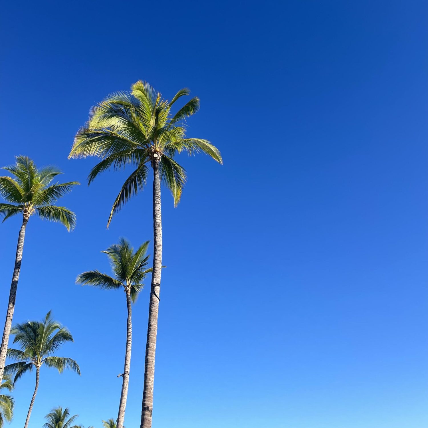 4歳児と行く海外旅行！ハワイ島6泊8日の旅！準備編のブログ。ハワイの青い空。風景はどこを切り取っても美しい！