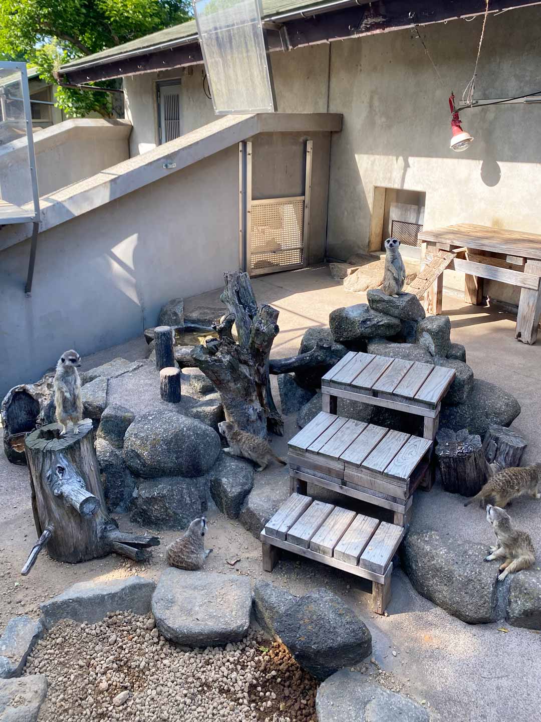 市川市動植物園 子連れ ミーアキャット