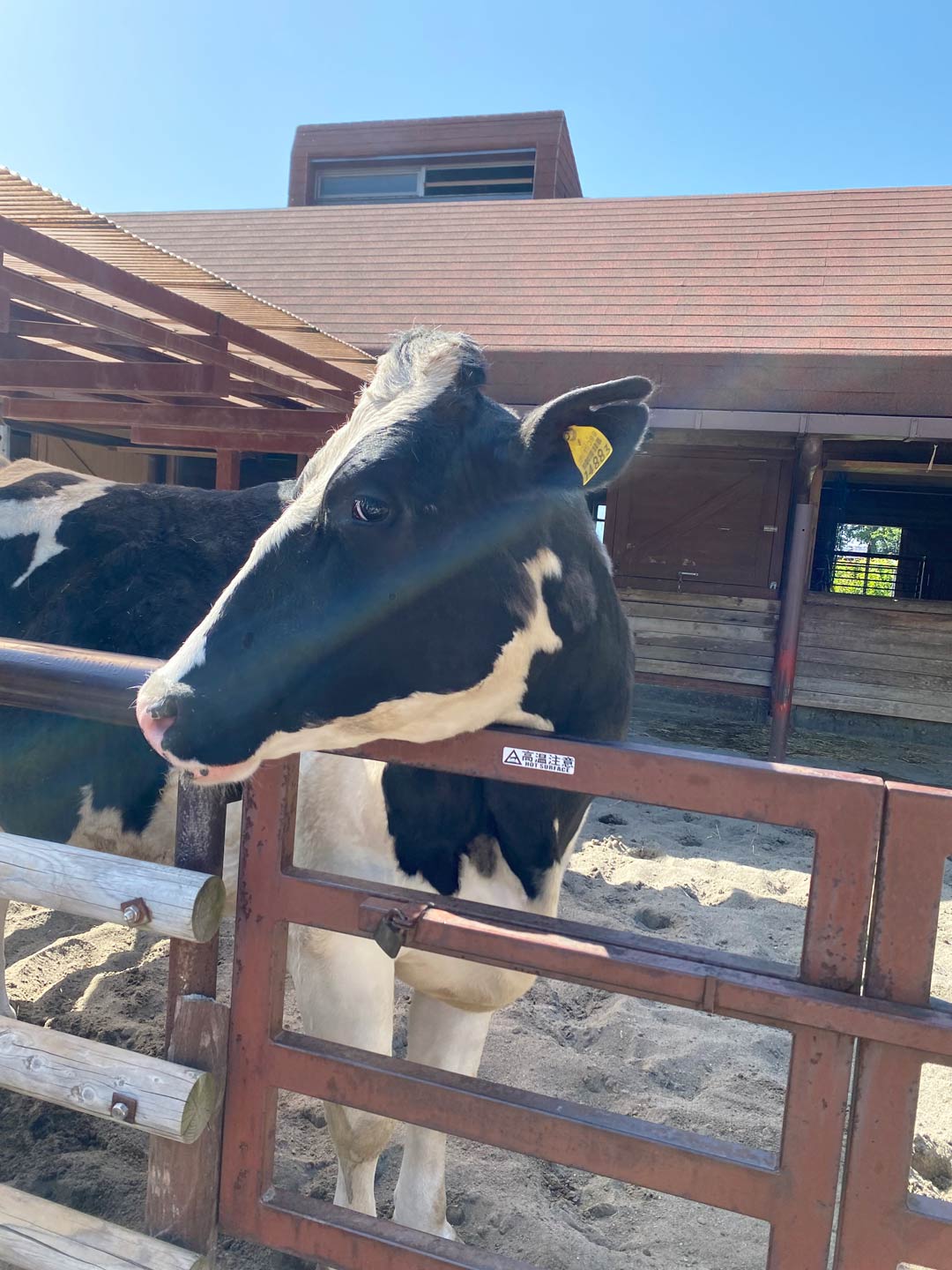 市川市動植物園 子連れ 牛
