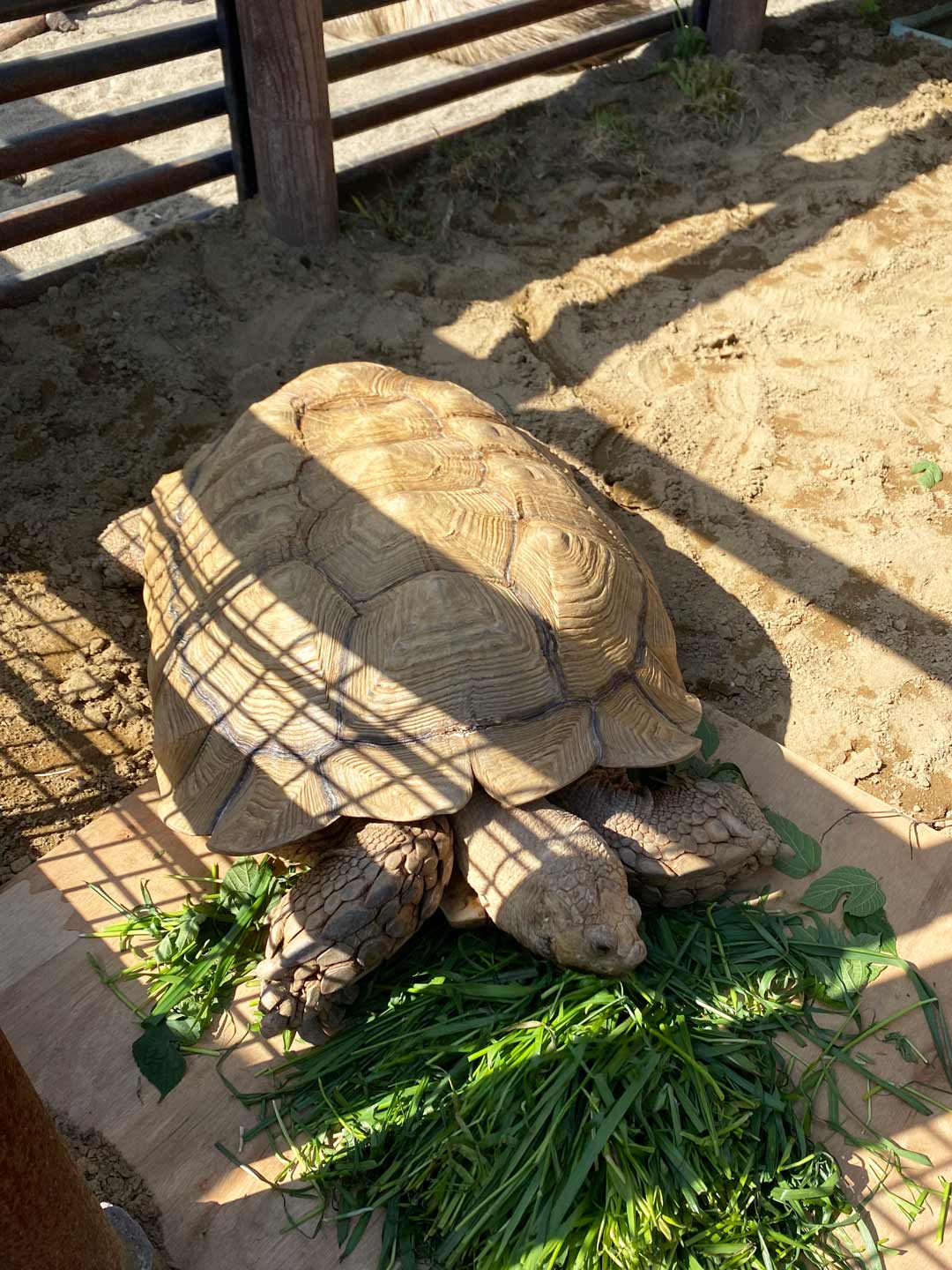 市川市動植物園 子連れ カメ