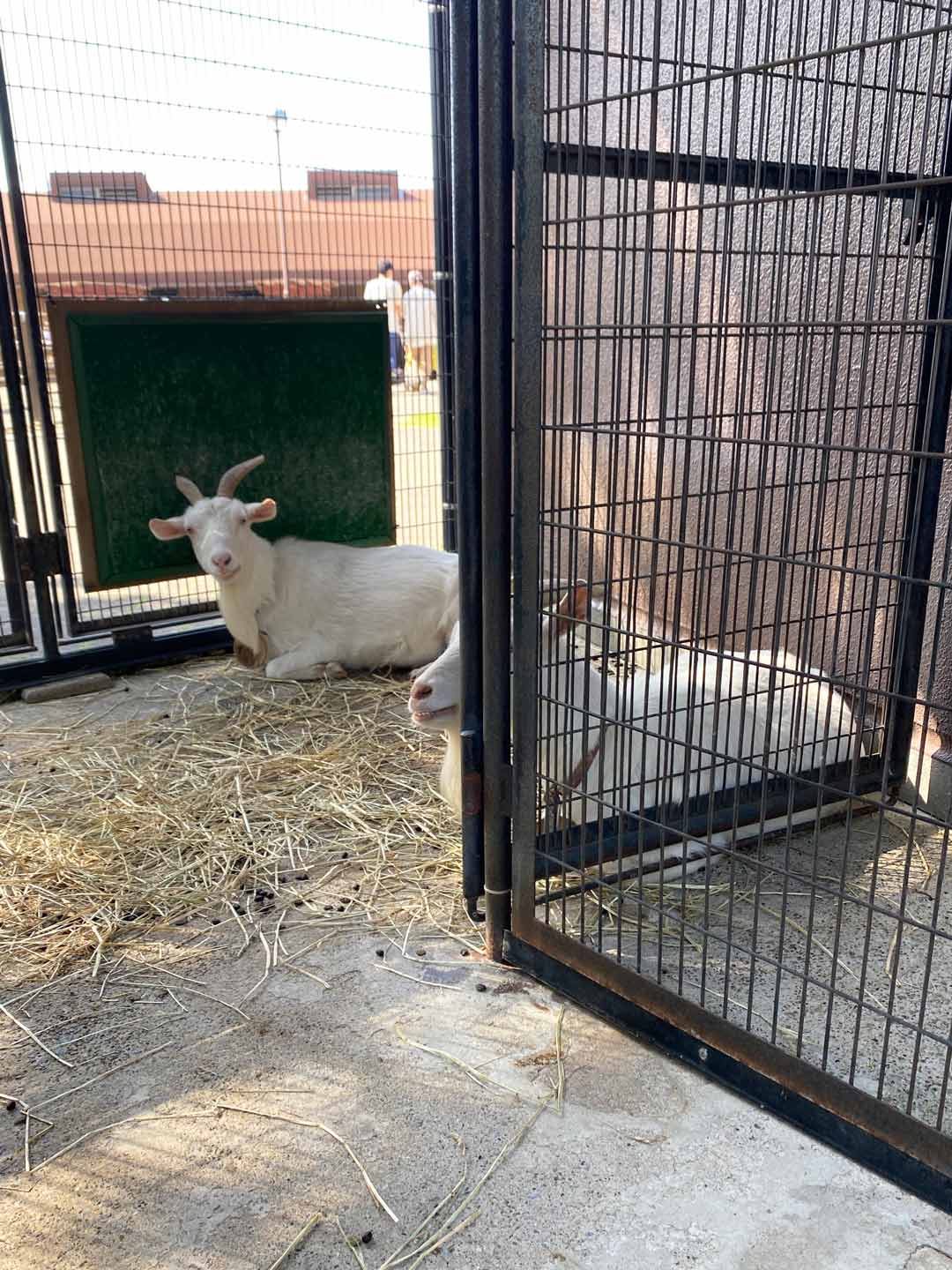市川市動植物園 子連れ ふれあい広場 ヤギ