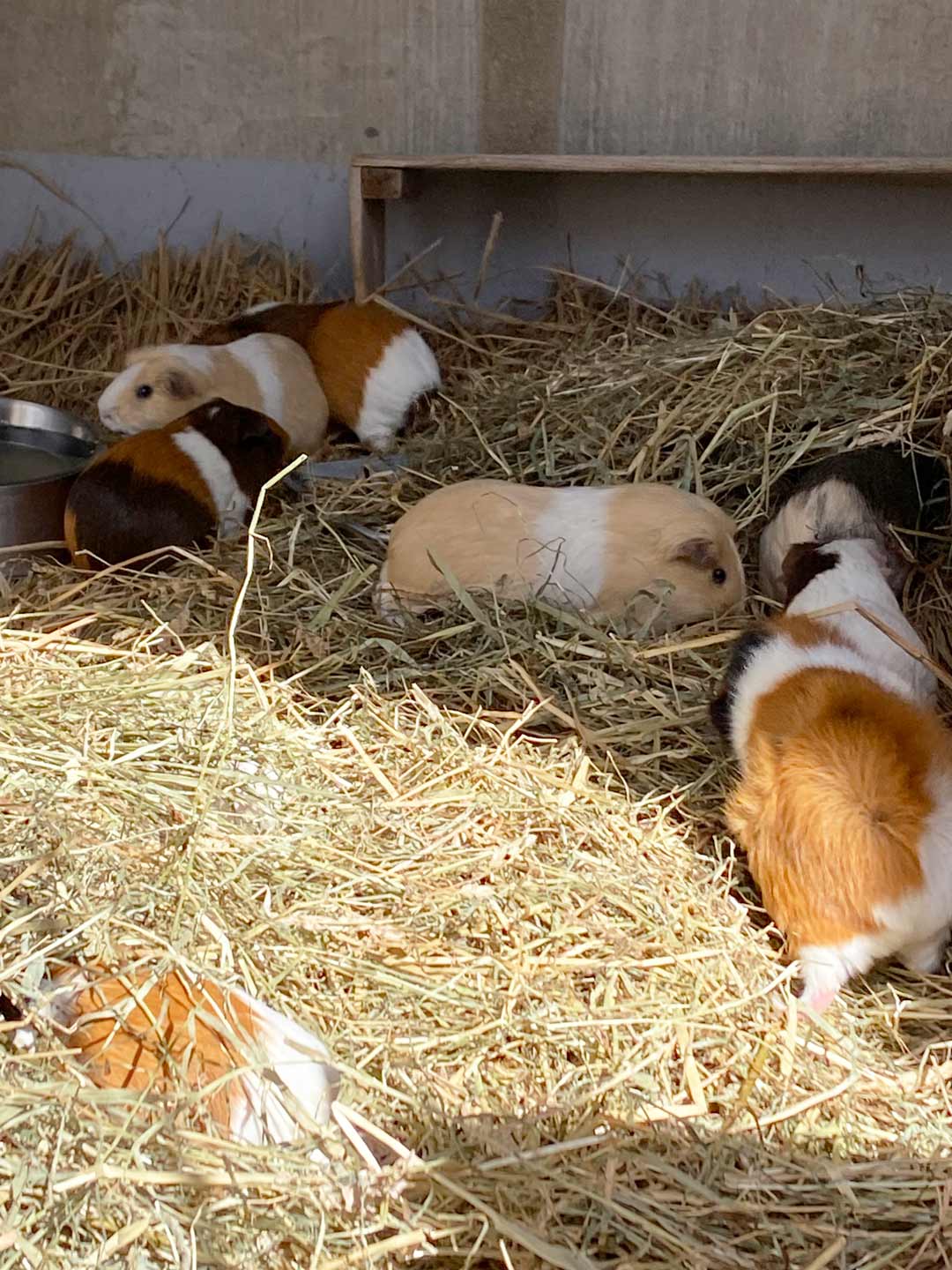 市川市動植物園 子連れ ふれあい広場 モルモット