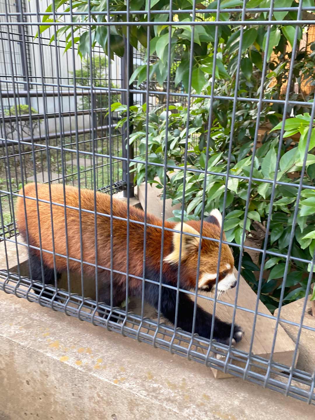 市川市動植物園 子連れ レッサーパンダ