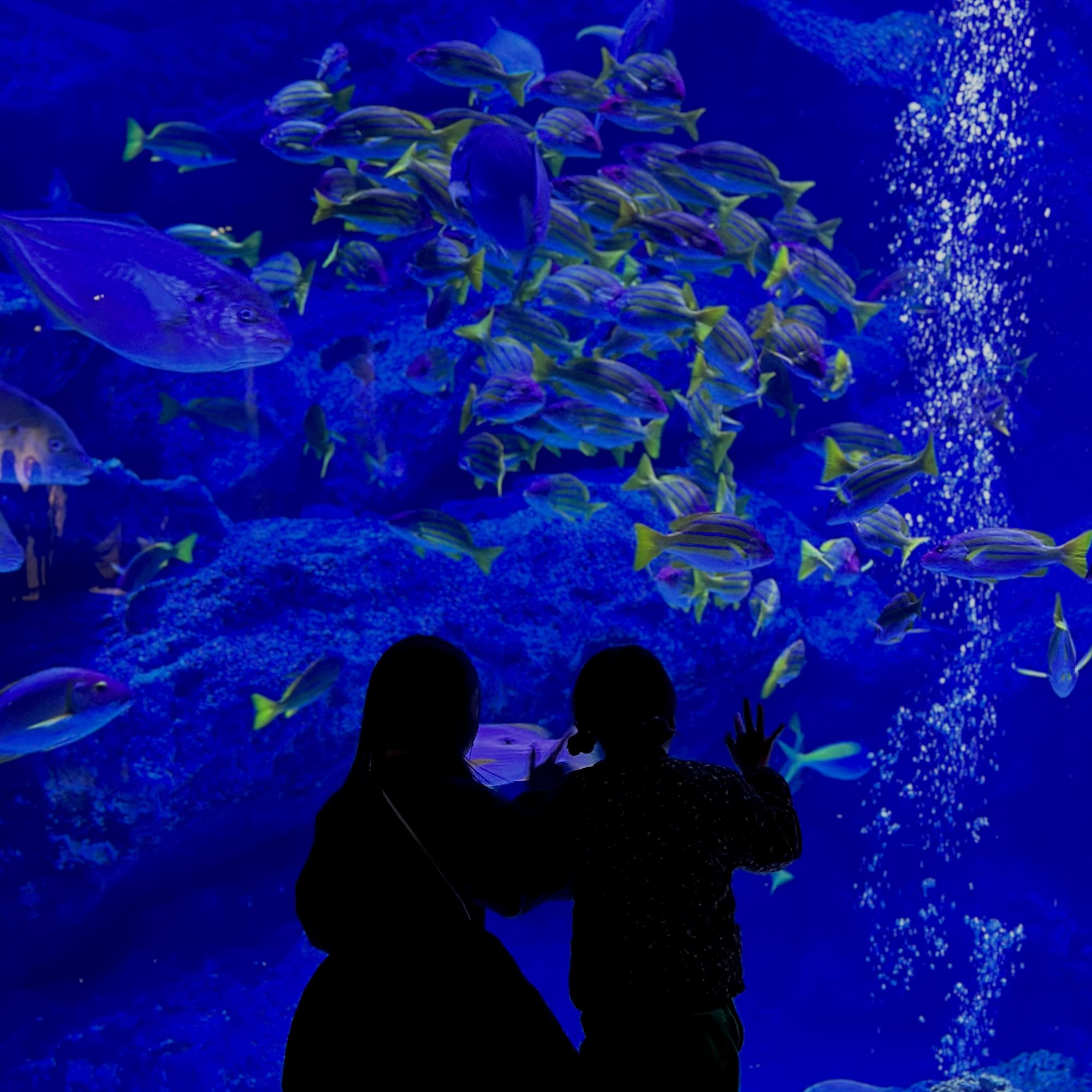 【すみだ水族館】全天候型で快適！ 都内の室内おすすめ子連れスポット