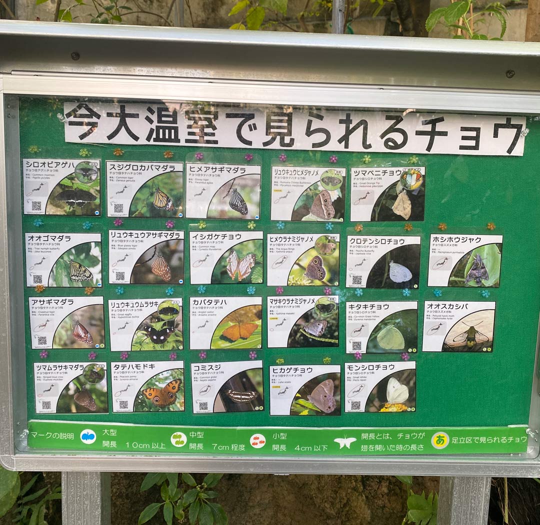 元渕江公園 足立区生物園 動物園 子連れ チョウチョ