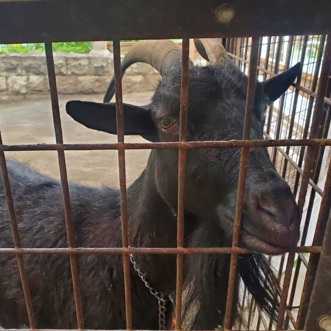 動物と触れ合える「夕やけ小やけふれあいの里」