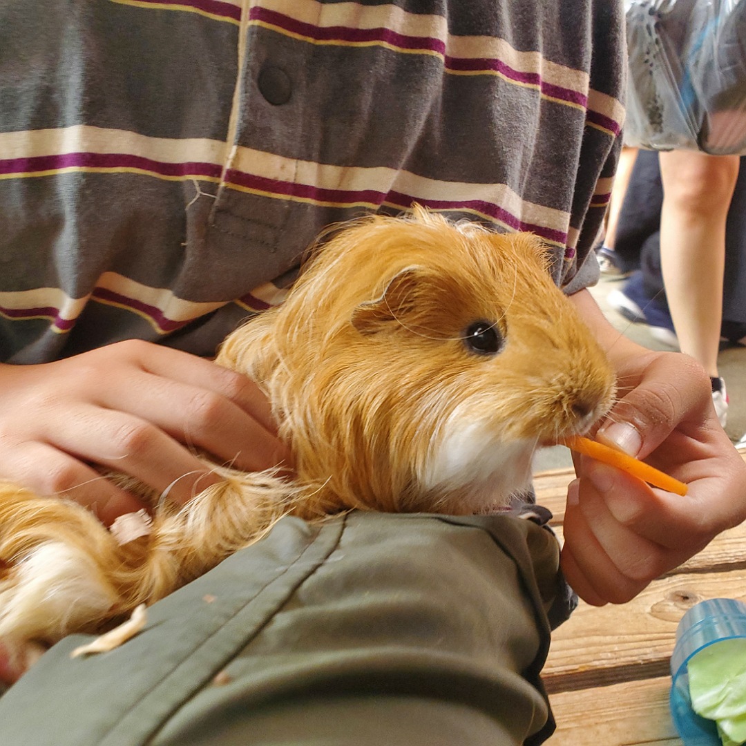 動物と触れ合える「夕やけ小やけふれあいの里」