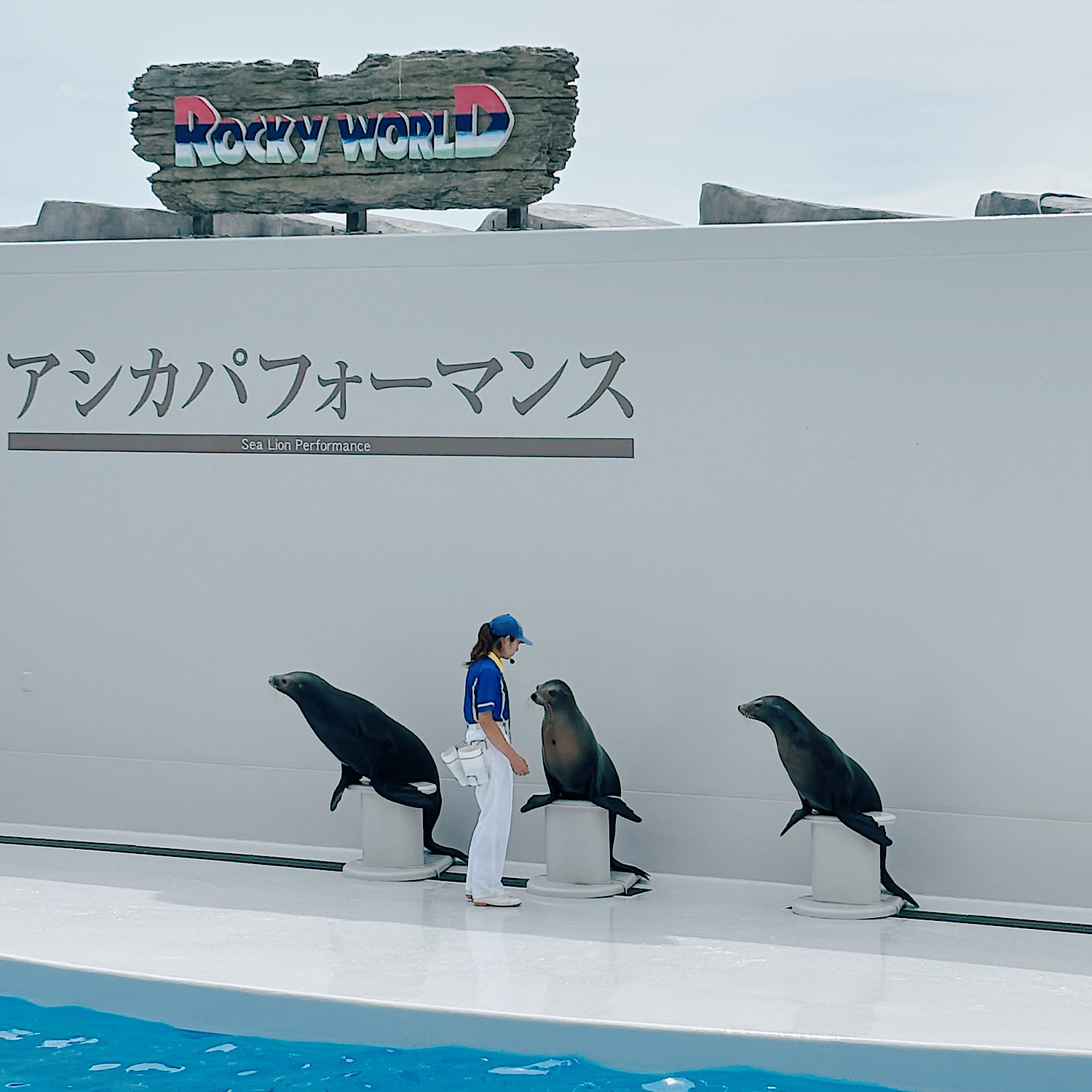 【1泊2日子連れ旅行】親子大満足なおすすめ旅行プラン紹介ブログ！鴨川シーワールドはアクティビティが充実して子供には嬉しい！アシカパフォーマンス