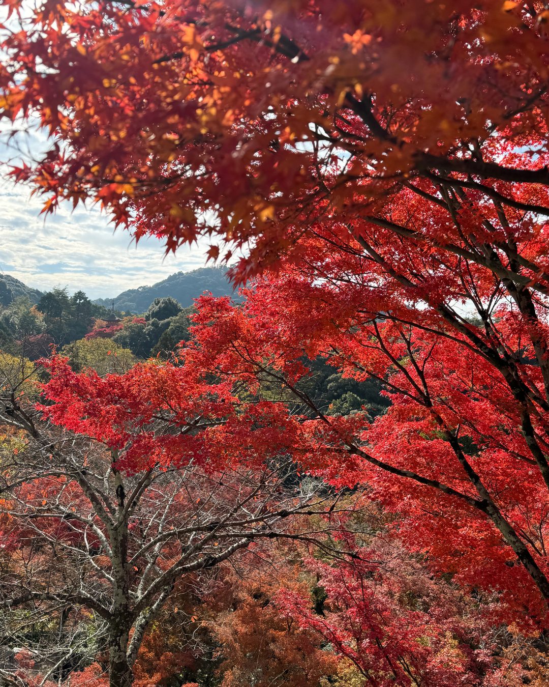 京都清水寺での紅葉