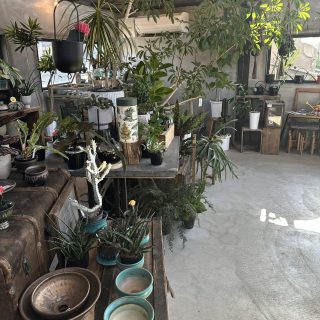 【栃木県佐野市】観葉植物好きに絶対おすすめ！センスのいい植物が購入できるお店をご紹介