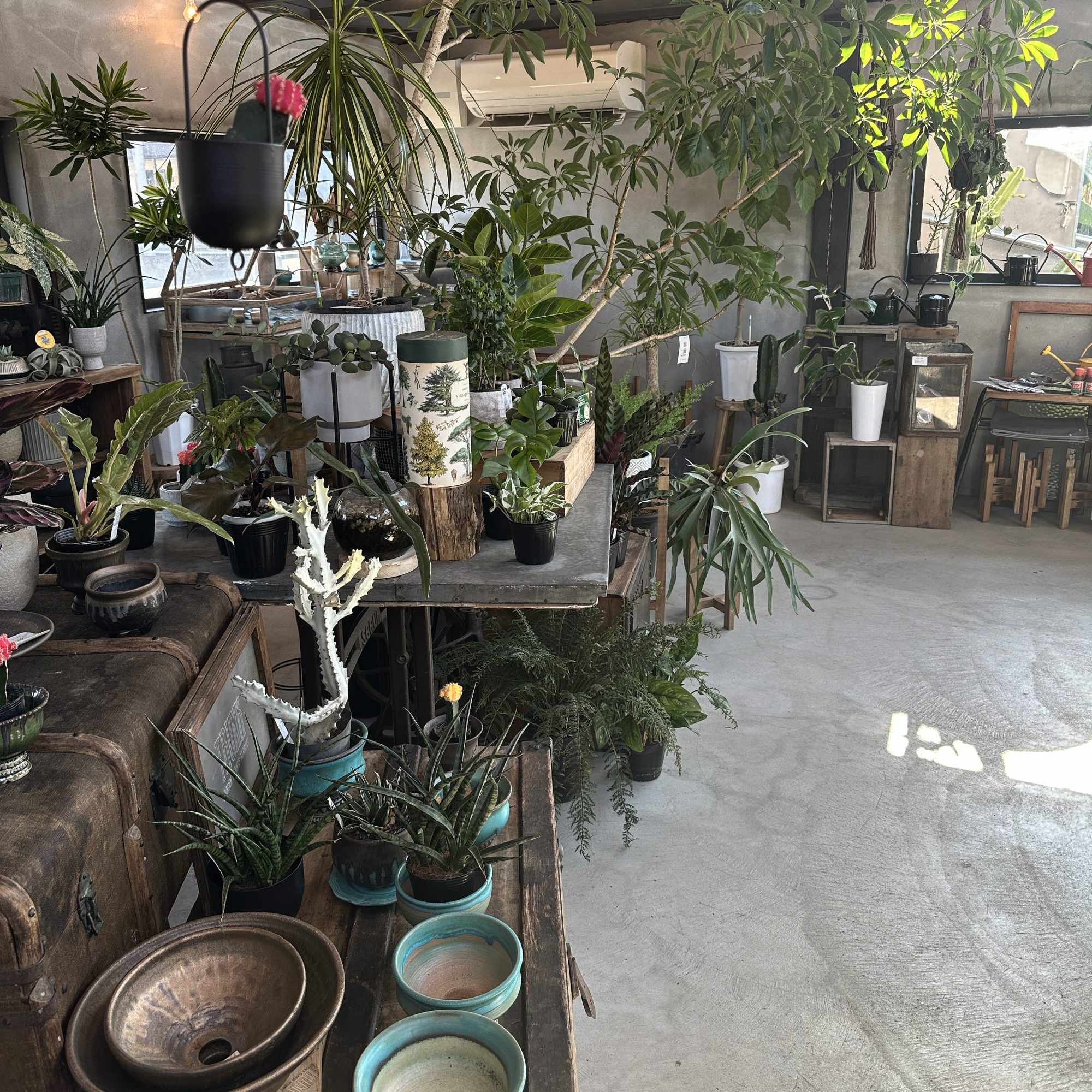 【栃木県佐野市】観葉植物好きに絶対おすすめ！センスのいい植物が購入できるお店をご紹介