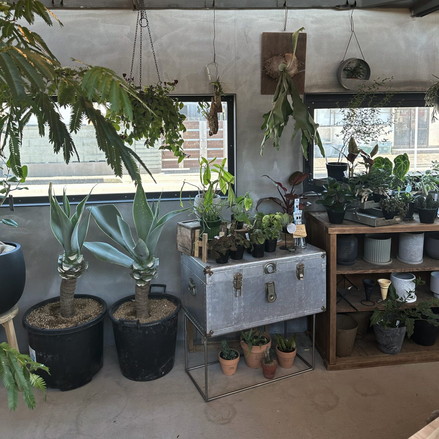 おしゃれな観葉植物が揃うお店!観葉植物を買うなら栃木県!おでかけついでに訪れたいショップ。お家時間を充実に彩る観葉植物が購入できるショップ。