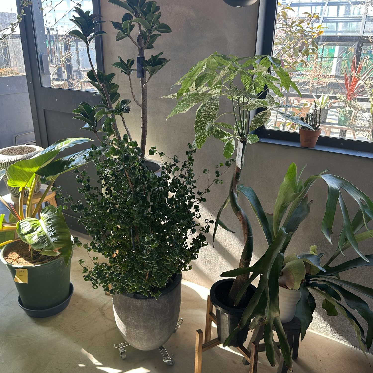栃木県でおすすめのお店!おしゃれな観葉植物が買える関東のおすすめのお店。お部屋にグリーンを。センスの良い観葉植物が買えるショップ。お家時間が充実する観葉植物が揃うおすすめのショップ。