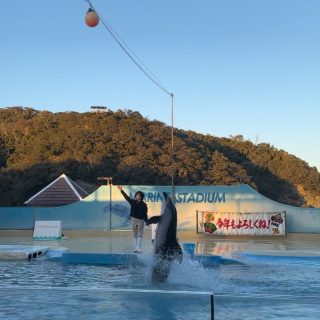 【下田海中水族館】大迫力イルカショー＆可愛いコツメカワウソと触れ合える！静岡の子連れお出かけ