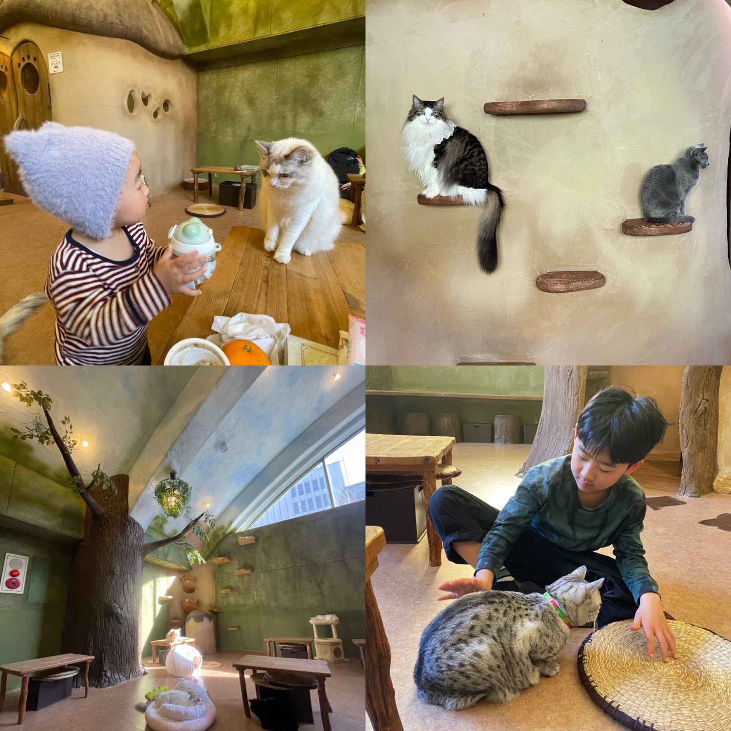 【吉祥寺】猫カフェ“てまりのおうち”は時間制限なし！持ち込み自由！でオススメ