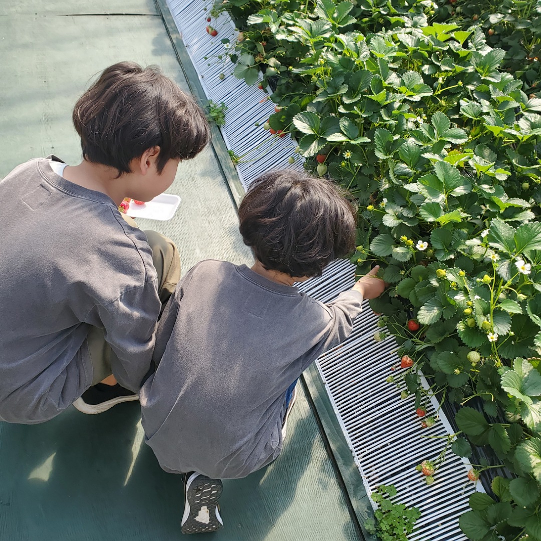 GWのお出かけにも!おすすめいちご狩りスポット