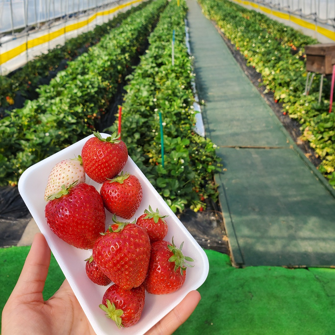 GWのお出かけにも!おすすめいちご狩りスポット