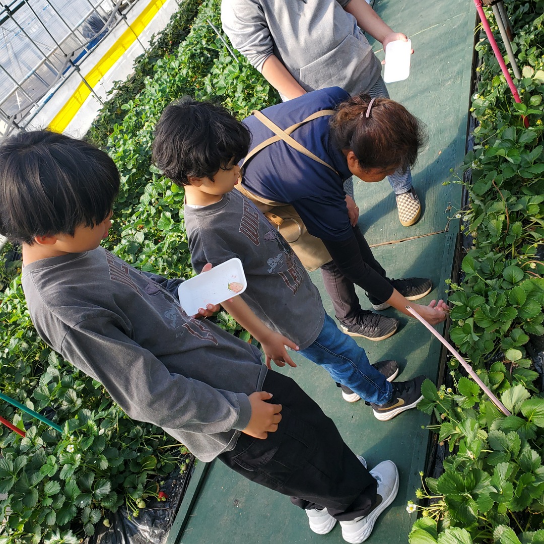 GWのお出かけにも!おすすめいちご狩りスポット