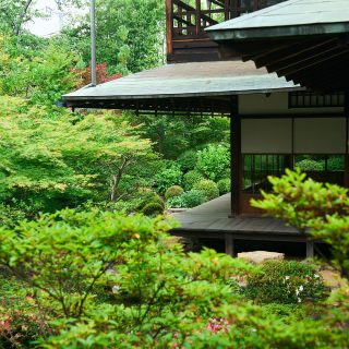 【ママの京都ひとり旅】ヒョウ柄の虎と青もみじにうっとり。心が満ちる、ちょっと渋くて贅沢な休日。