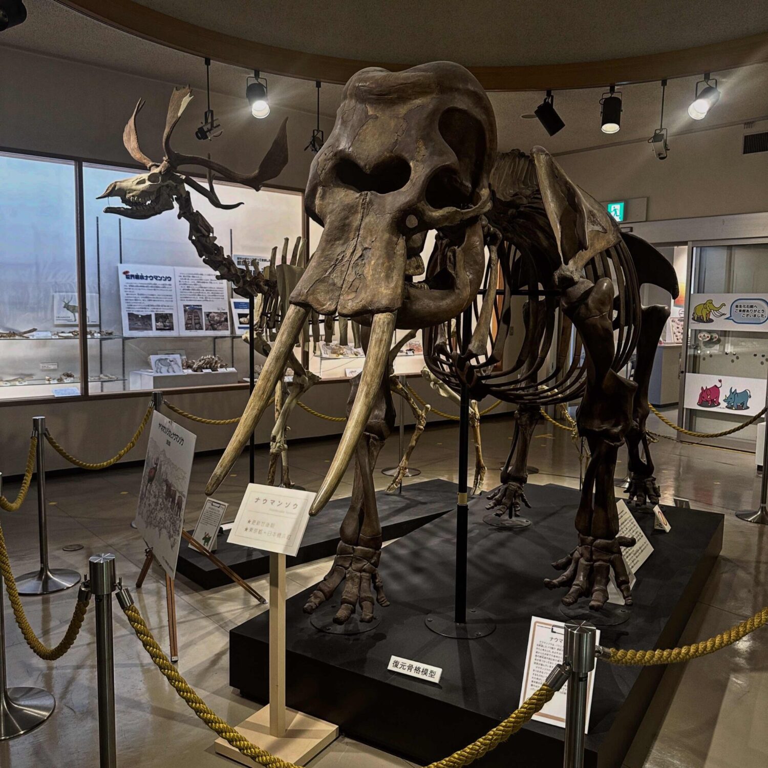 【入場無料】化石や剥製に触れる博物館!栃木の穴場スポット「葛生化石館」