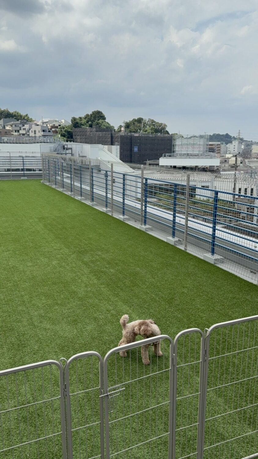 屋上にドッグランあり!犬子連れで行きたいドッグフレンドリー横浜カフェベビーカーOK!