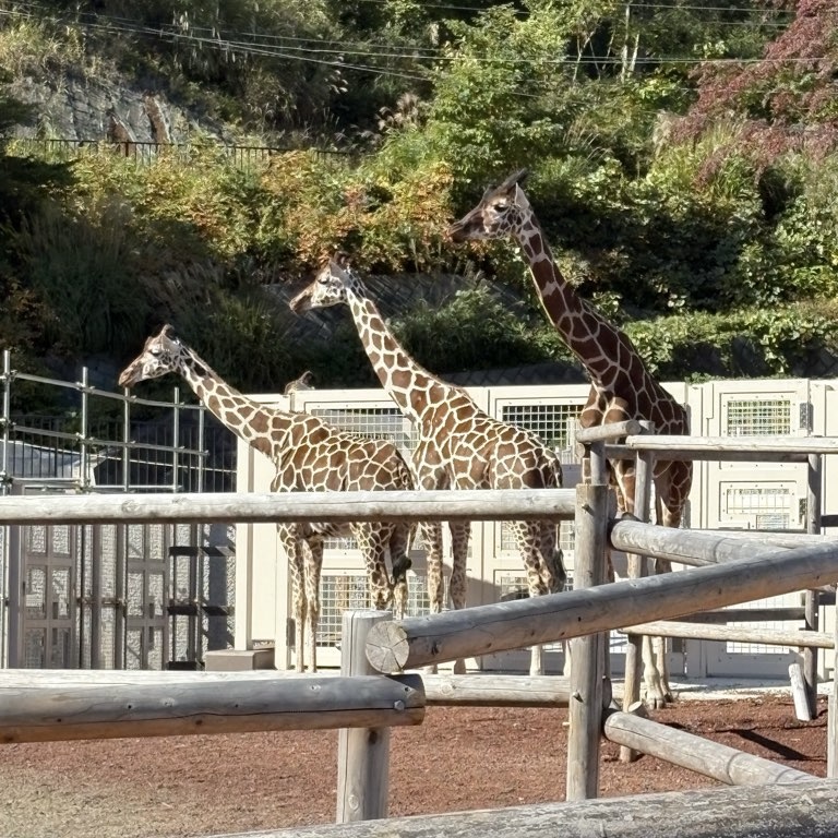 多摩動物公園
子連れおでかけ
家族でおでかけ
動物園
キリンの群れ