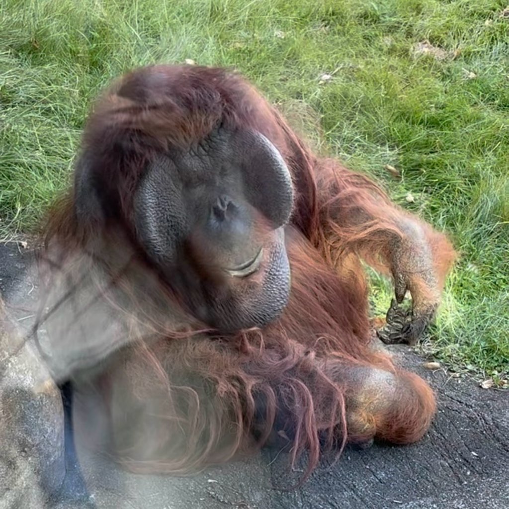 多摩動物公園
子連れおでかけ
家族でおでかけ
動物園
オランウータン