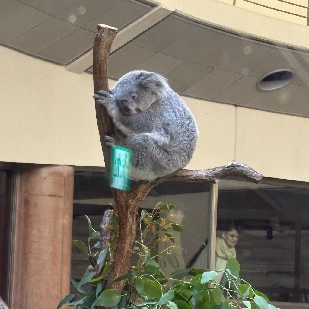 多摩動物公園
子連れおでかけ
家族でおでかけ
動物園
コアラ