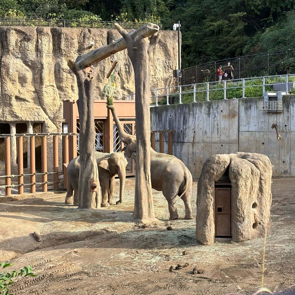 多摩動物公園
子連れおでかけ
家族でおでかけ
動物園
ゾウ