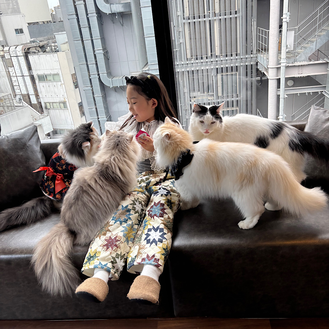 漫画読み放題・フリードリンクな猫カフェ 【mocha】猫ちゃんおやつも豊富で天国すぎる!