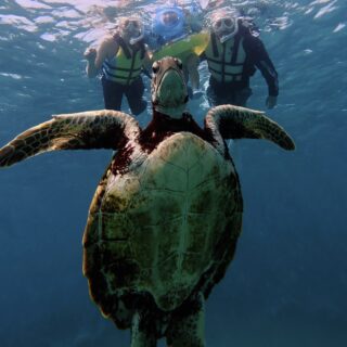 【子連れ宮古島旅行】3歳でも楽しめた！ ウミガメシュノーケリング体験＆おすすめグルメまとめ