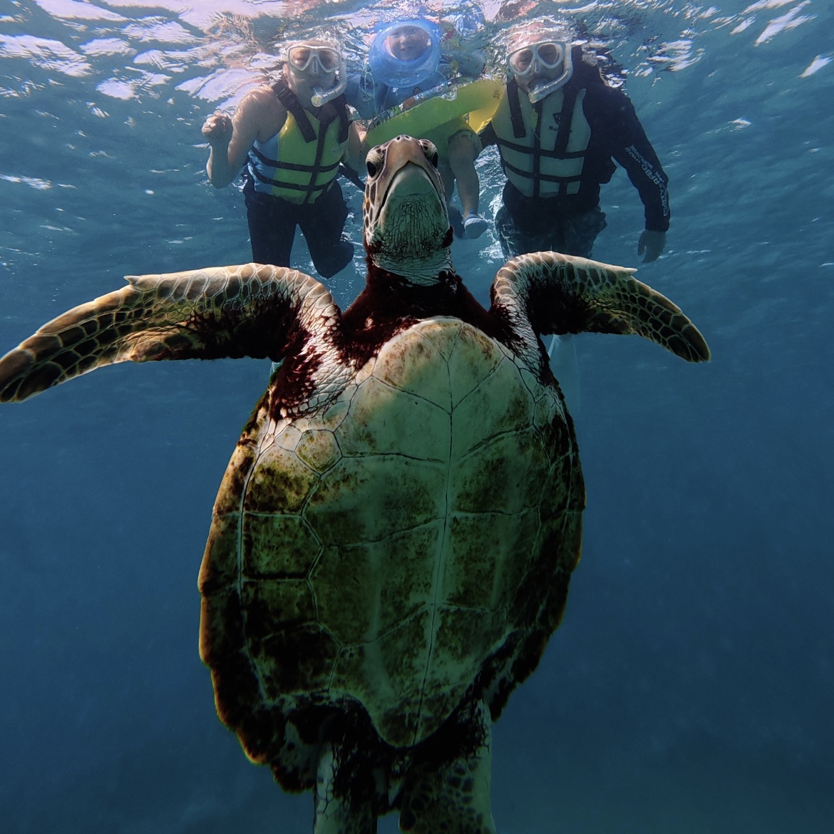 【子連れ宮古島旅行】3歳でも楽しめた! ウミガメシュノーケリング体験&おすすめグルメまとめ